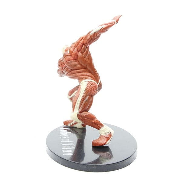 Titan Colossal Figuur - Attack on Titan™