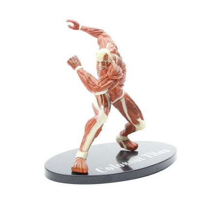 Titan Colossal Figuur - Attack on Titan™