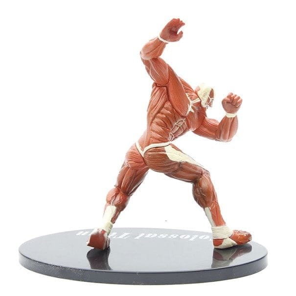Titan Colossal Figuur - Attack on Titan™